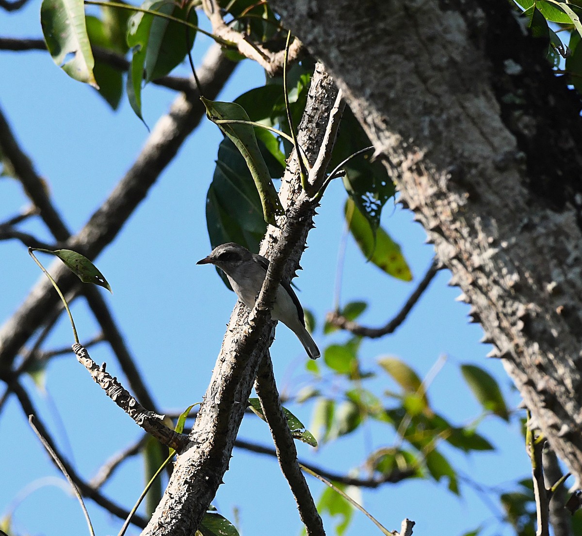 Common Woodshrike - ML625769670