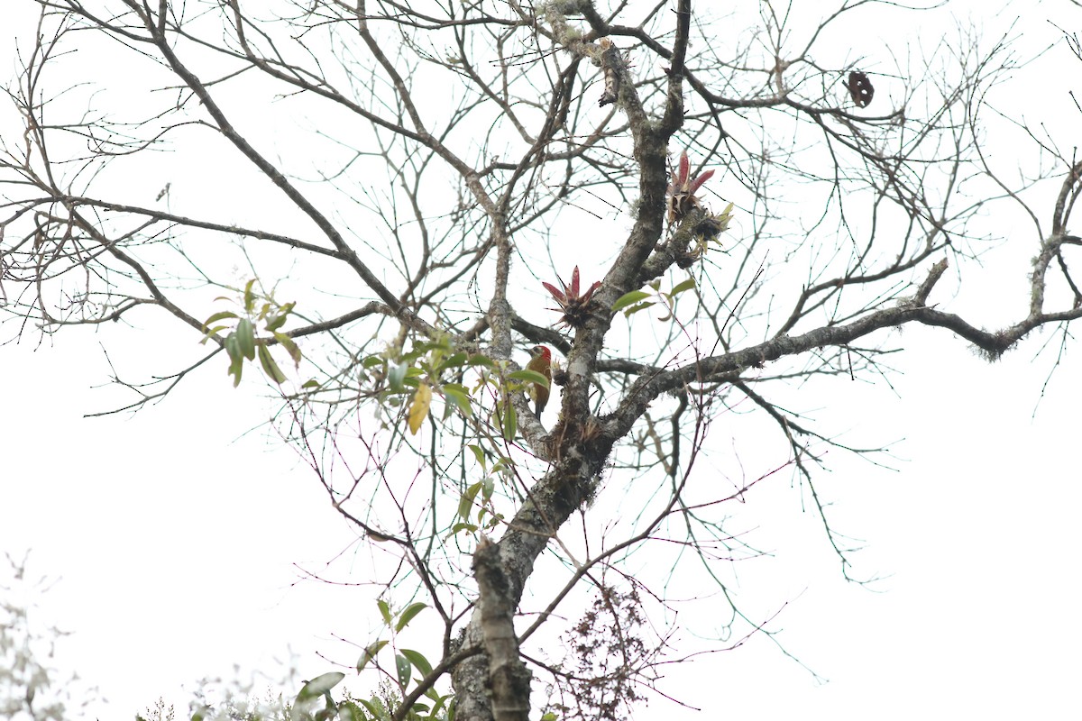 Yellow-vented Woodpecker - ML625769695