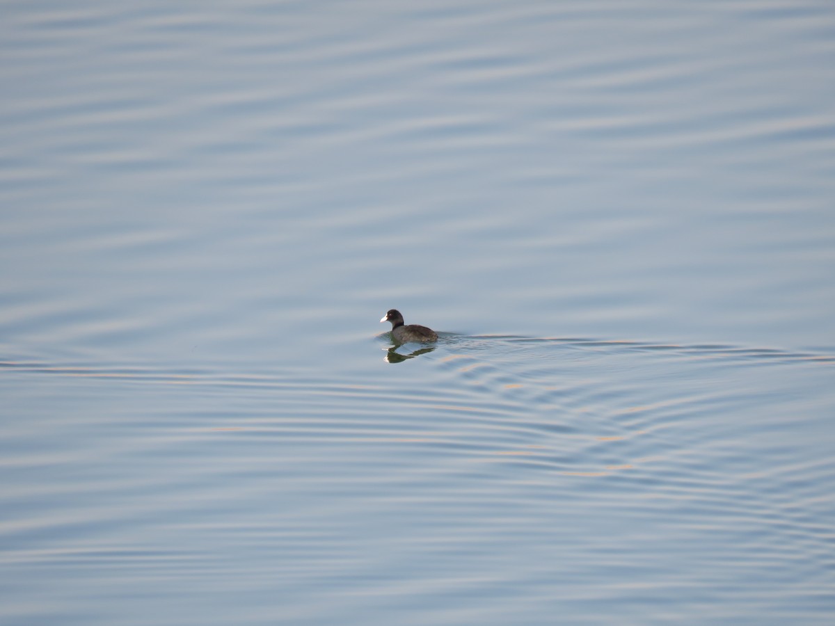 Eurasian Coot - ML625769703