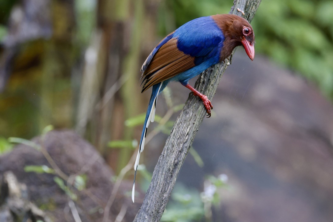 Sri Lanka Blue-Magpie - ML625769737