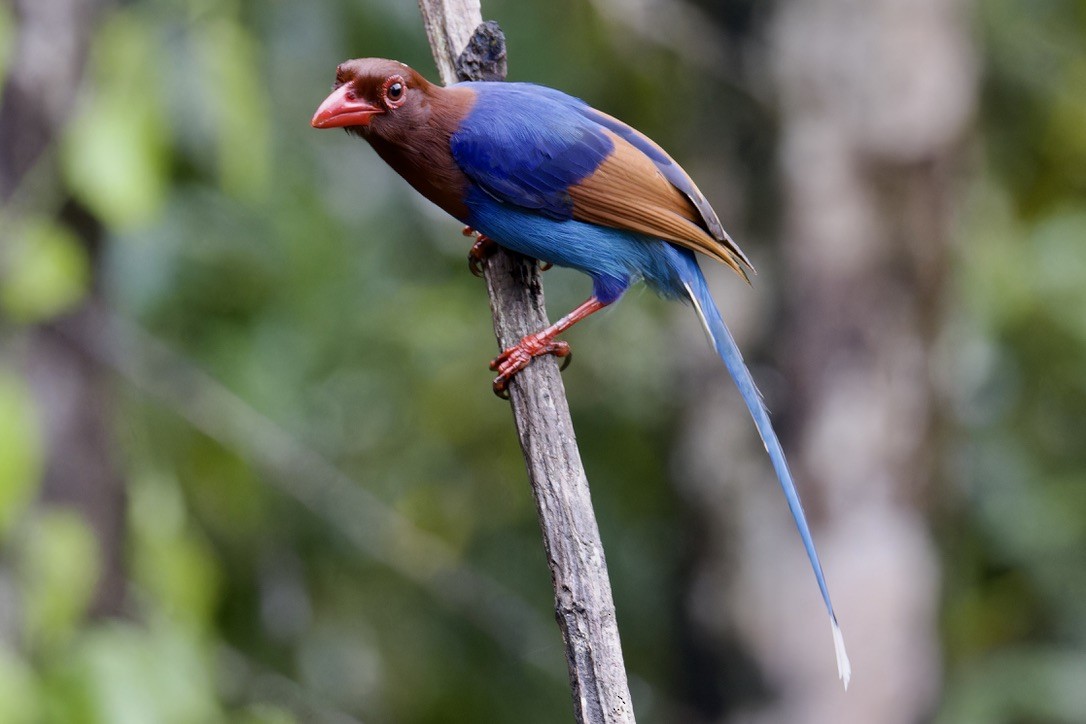 Sri Lanka Blue-Magpie - ML625769738