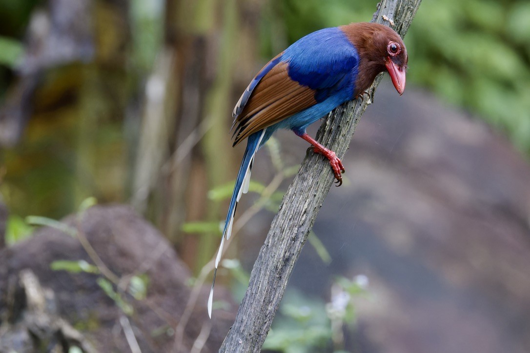 Sri Lanka Blue-Magpie - ML625769739