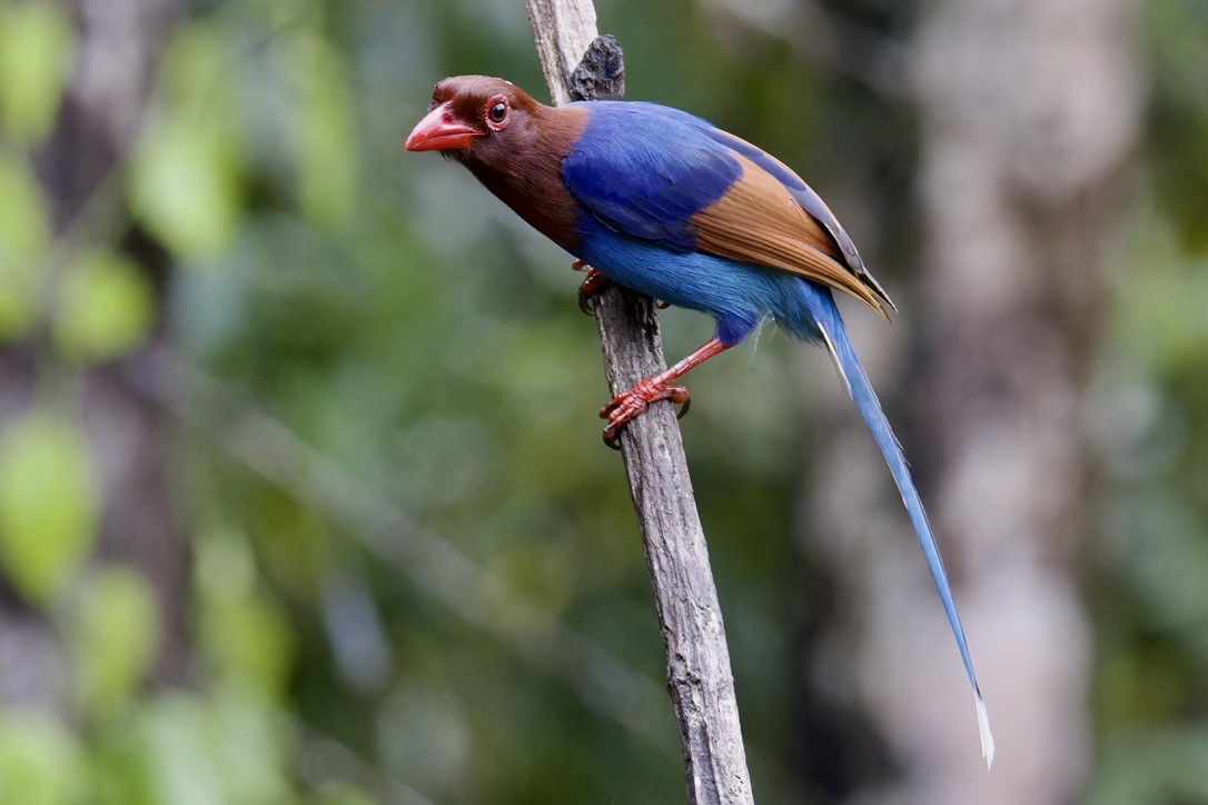 Sri Lanka Blue-Magpie - ML625769740