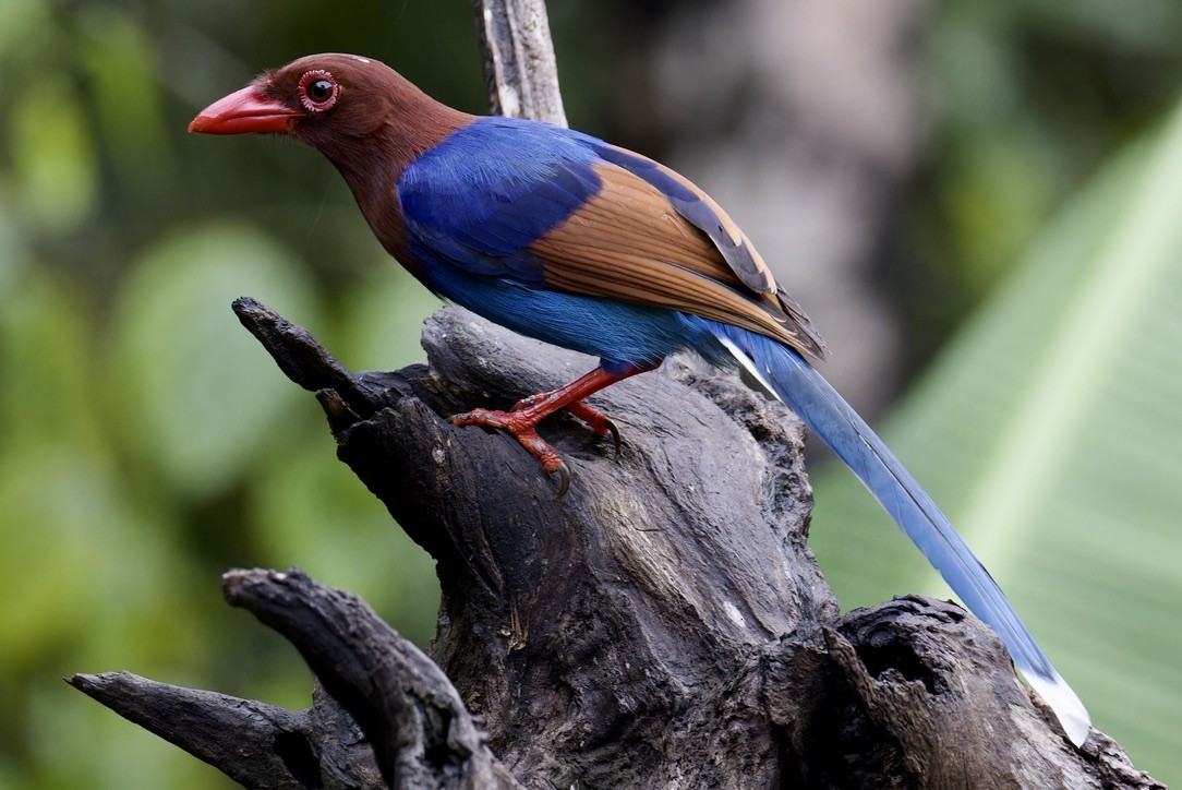 Sri Lanka Blue-Magpie - ML625769741