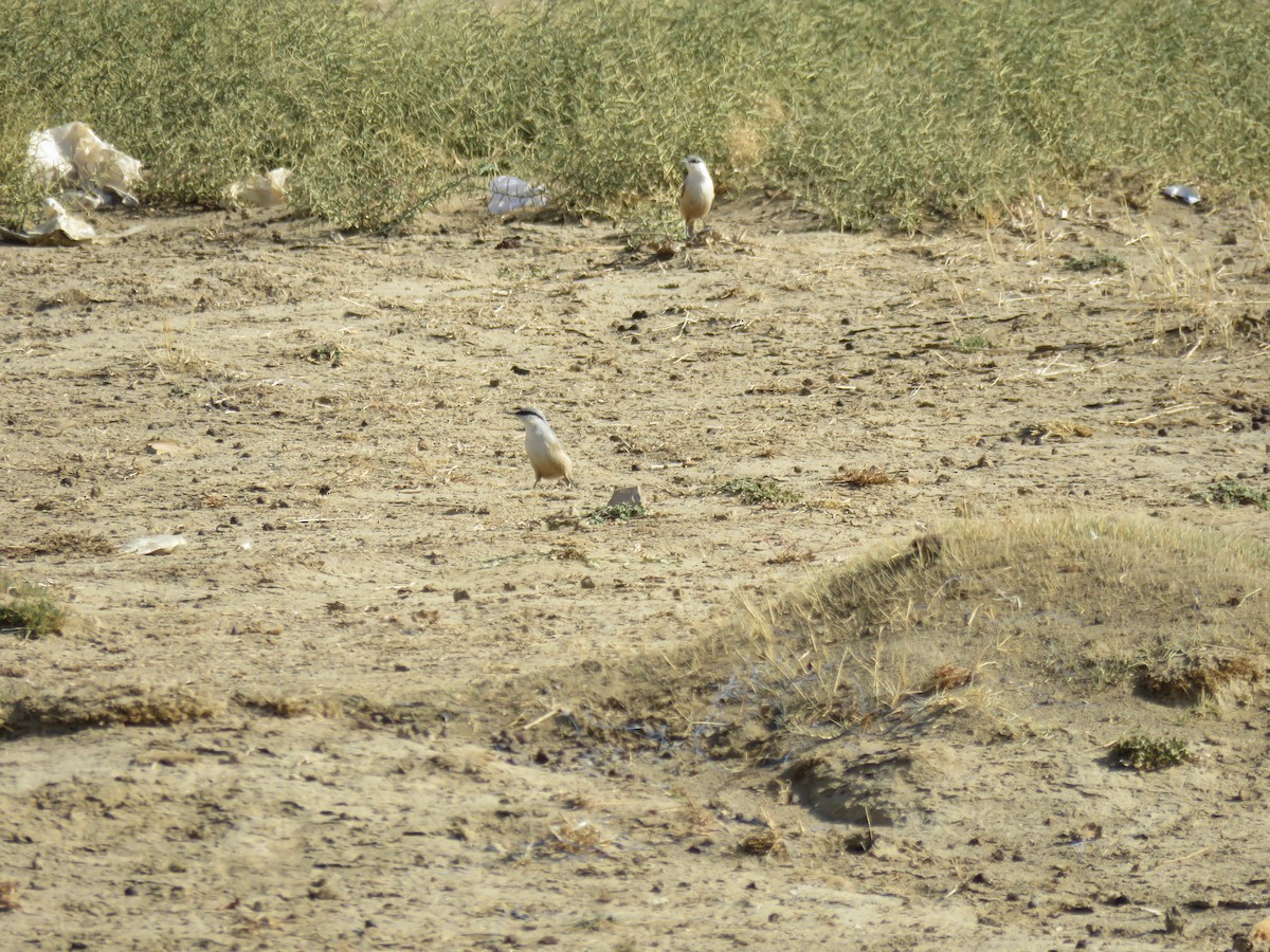 Red-backed Shrike - ML625769766