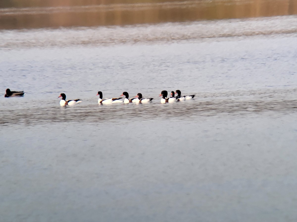 Common Shelduck - ML625769797
