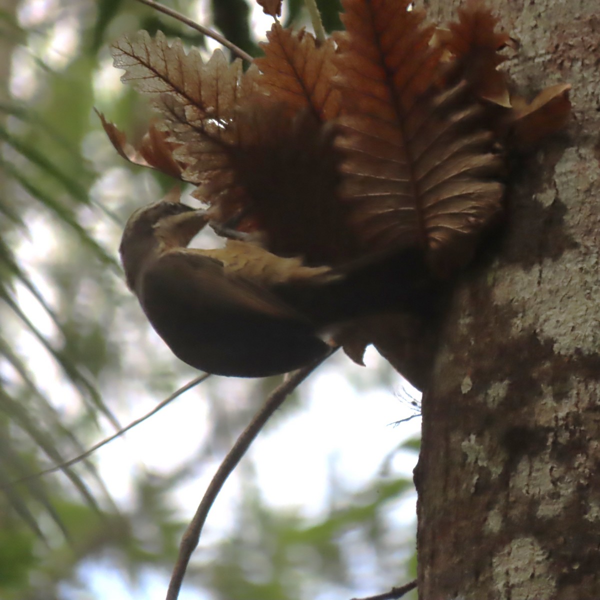 Victoria's Riflebird - ML625769859