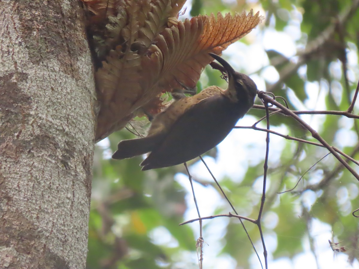 Victoria's Riflebird - ML625769860