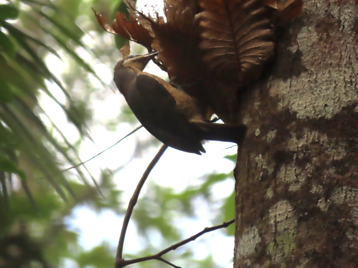 Victoria's Riflebird - ML625769861