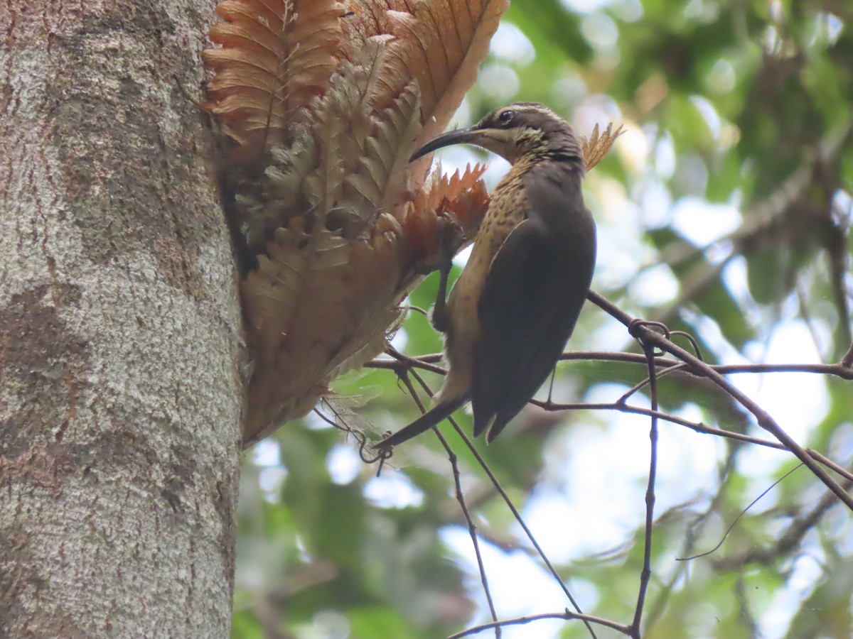 Victoria's Riflebird - ML625769862