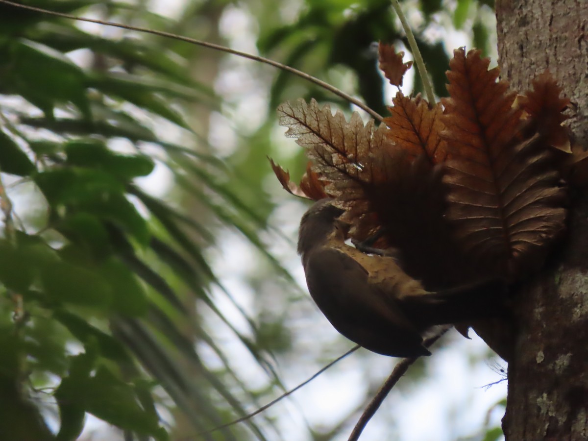 Victoria's Riflebird - ML625769864