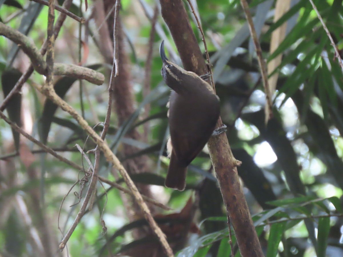 Victoria's Riflebird - ML625769985