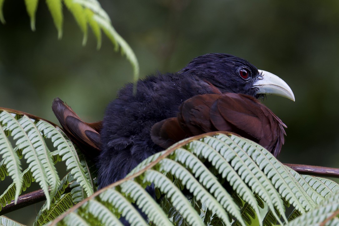 Green-billed Coucal - ML625769995