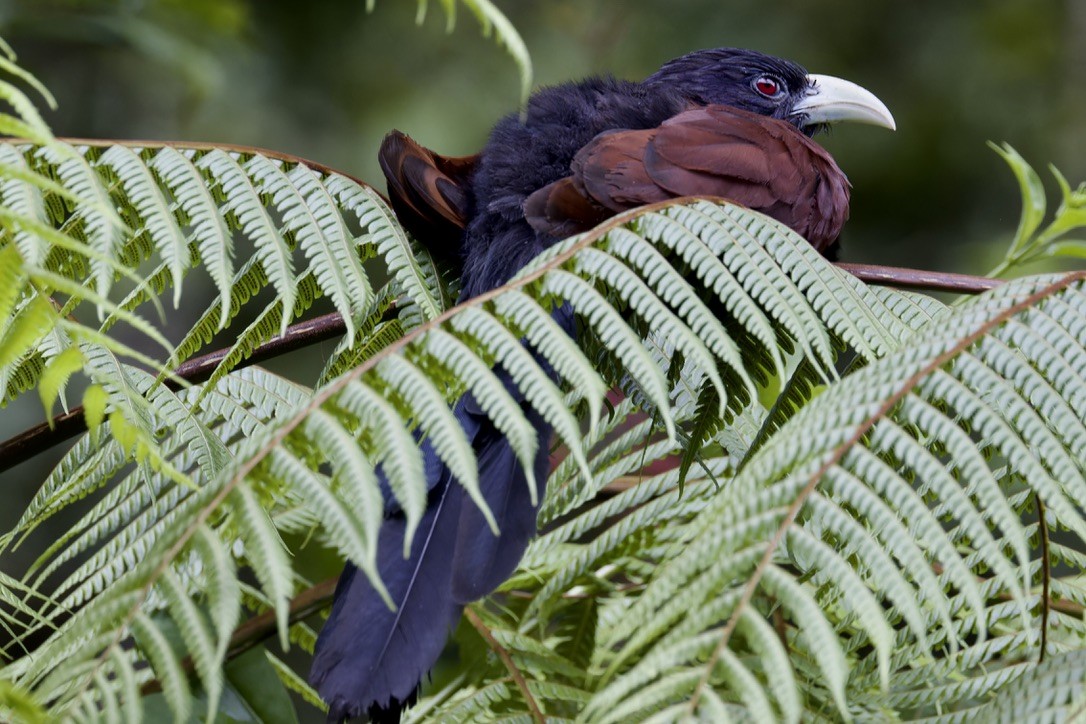Green-billed Coucal - ML625769996