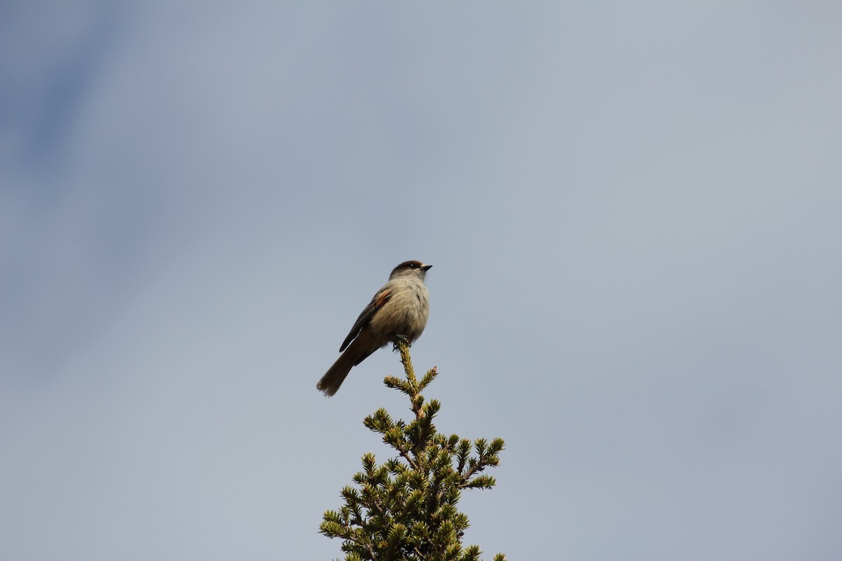 Siberian Jay - ML625770121