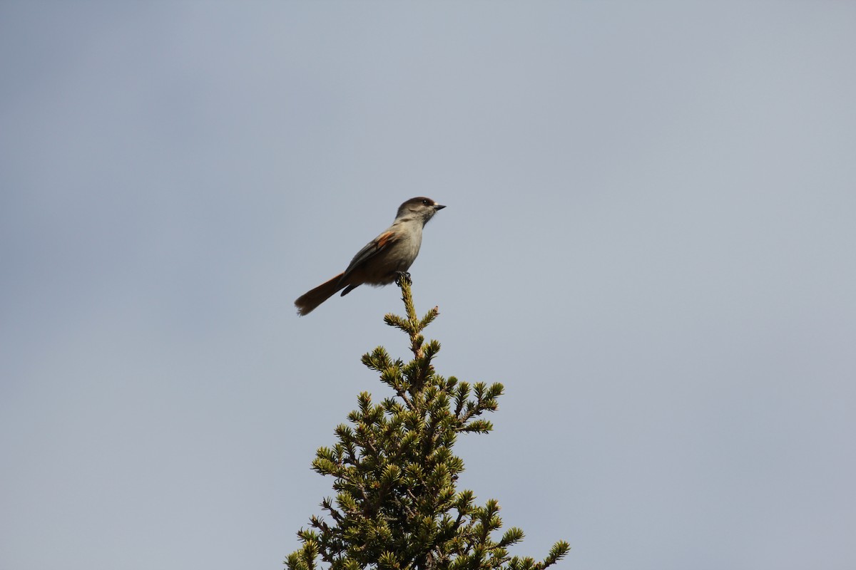 Siberian Jay - ML625770122