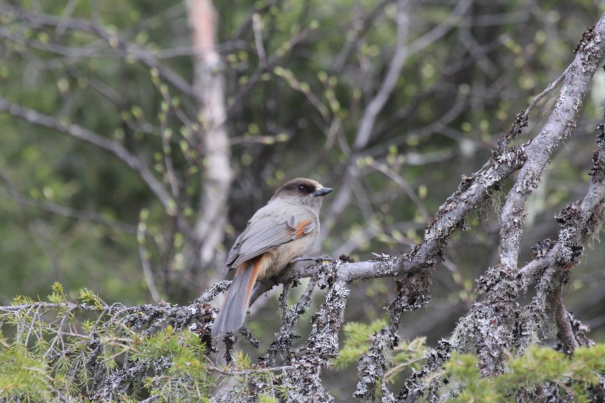 Siberian Jay - ML625770123