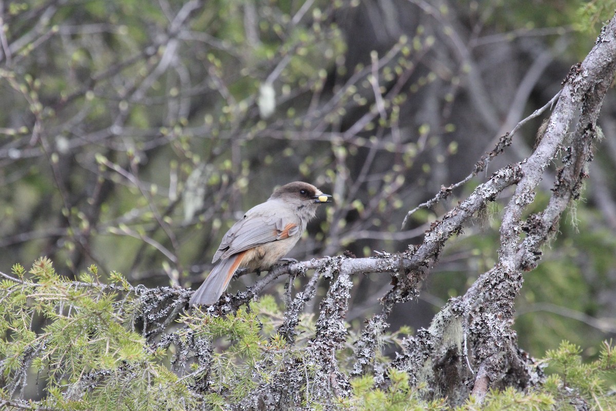 Siberian Jay - ML625770124