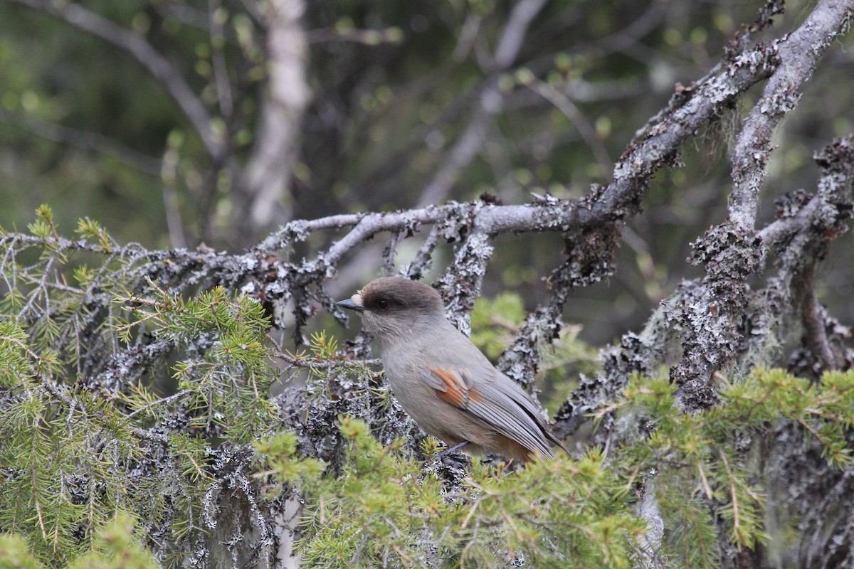 Siberian Jay - ML625770125