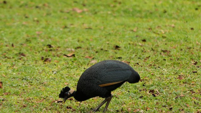 Southern Crested Guineafowl - ML625770421