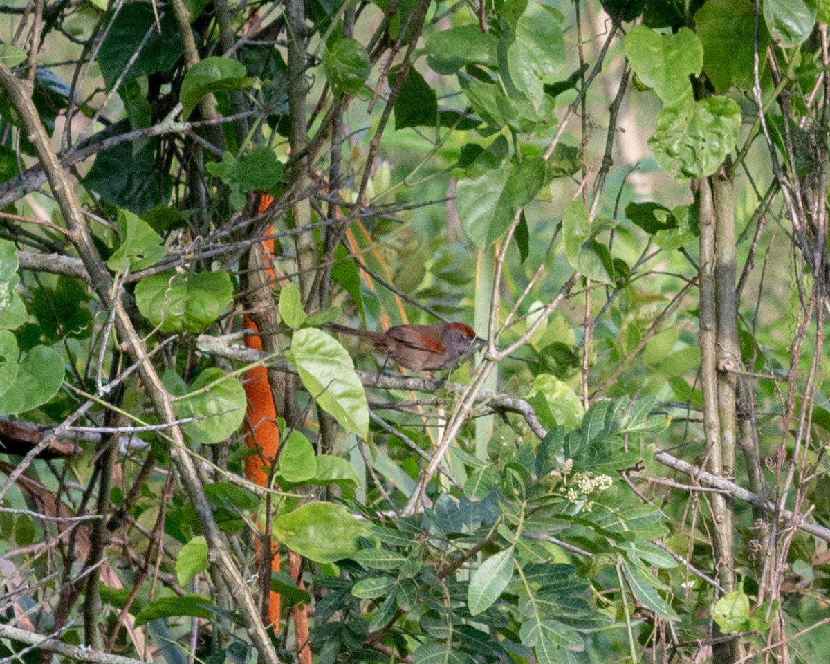 Spix's Spinetail - ML625770468