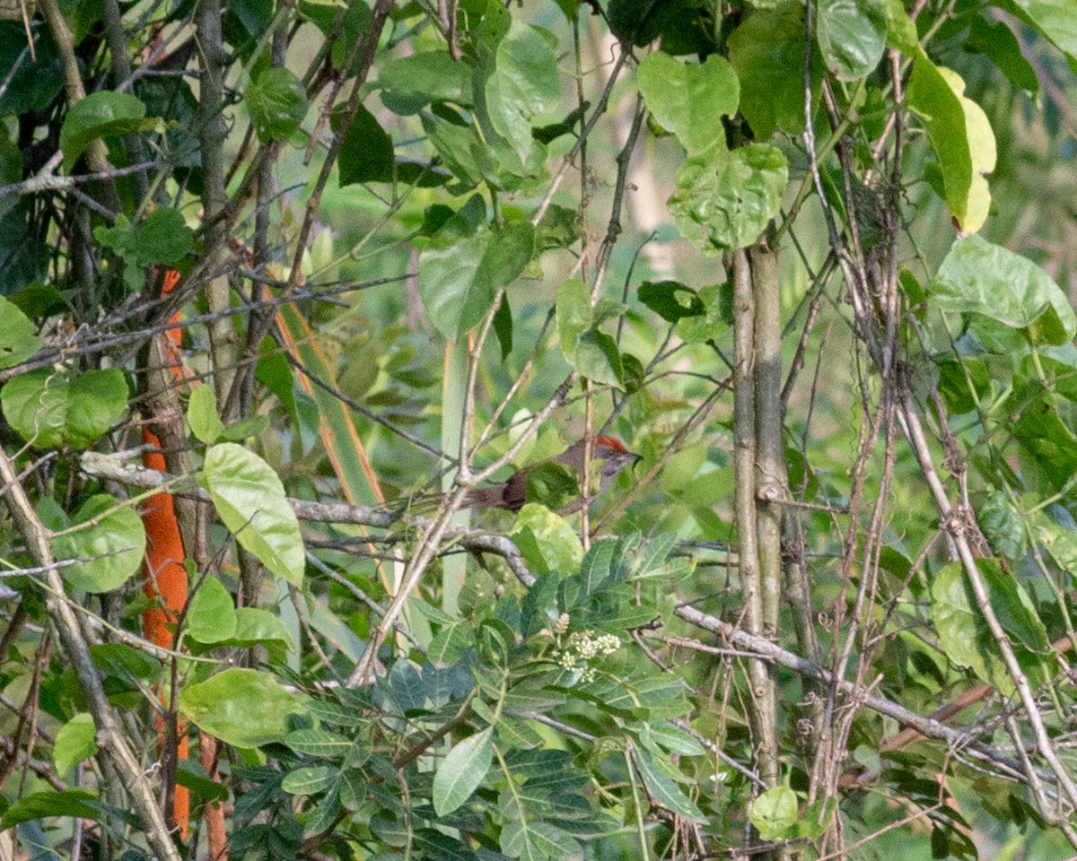 Spix's Spinetail - ML625770469