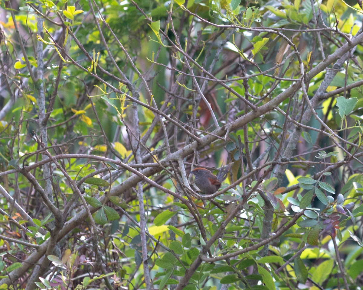 Spix's Spinetail - ML625770470