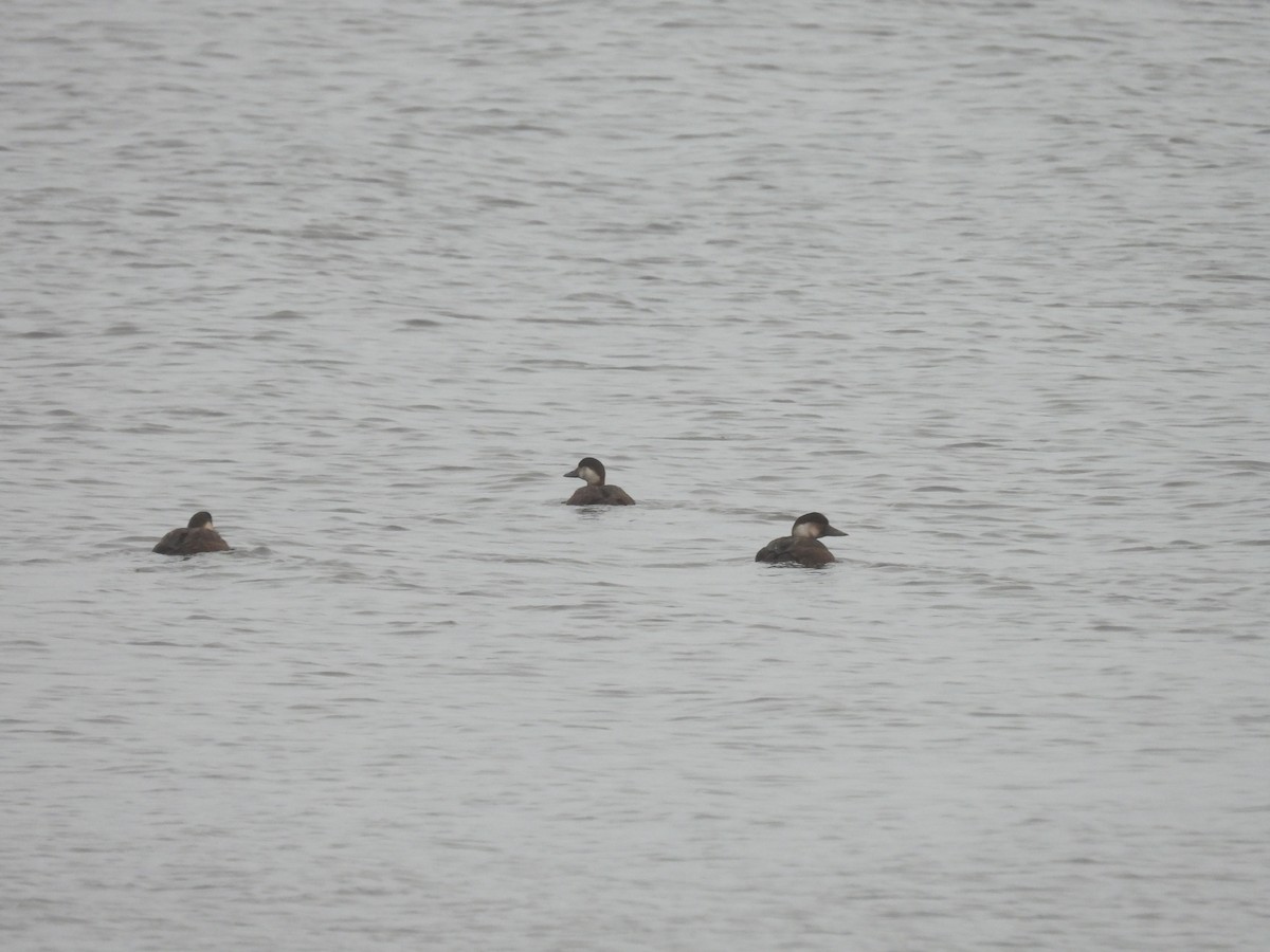 Common Scoter - ML625770696