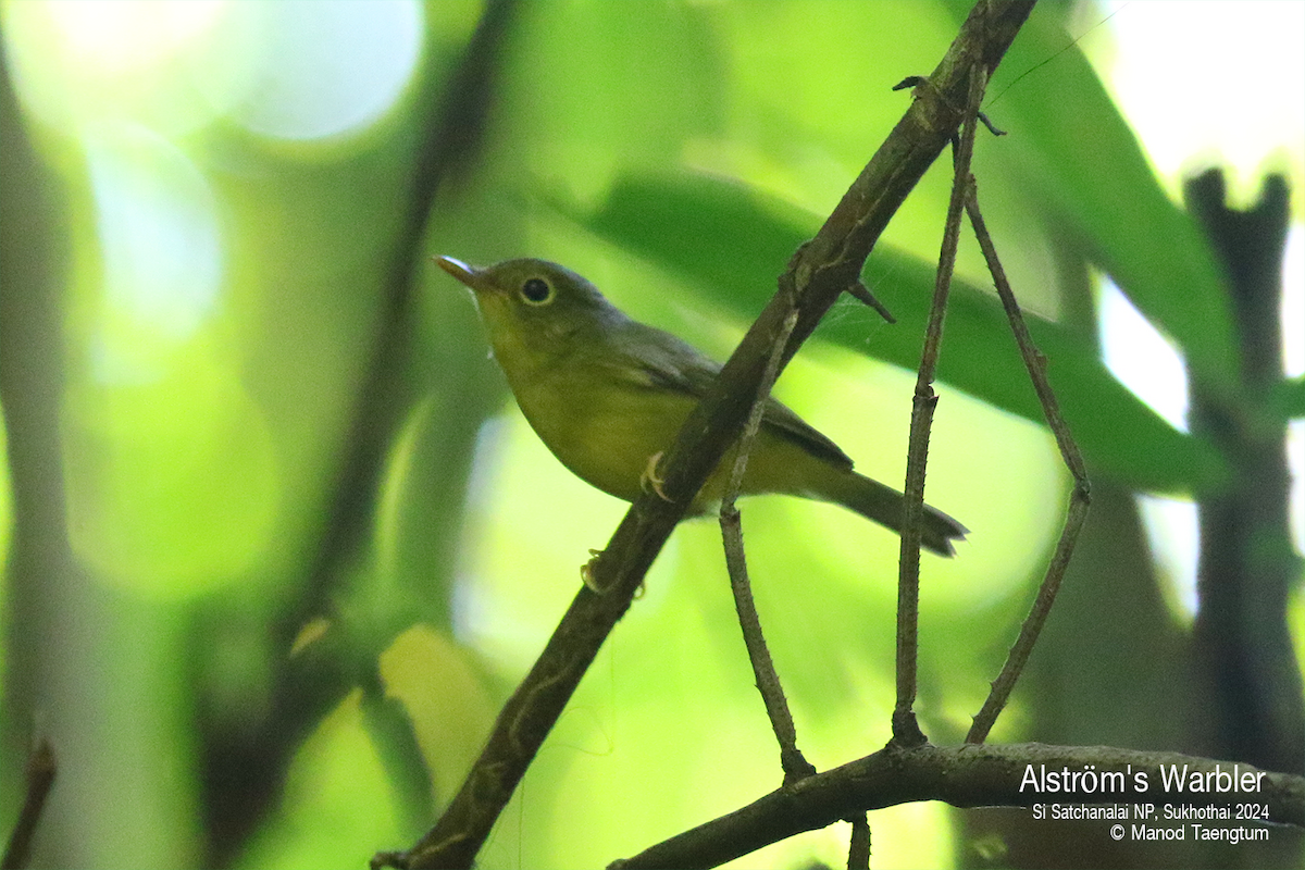 Alström's Warbler - ML625770701