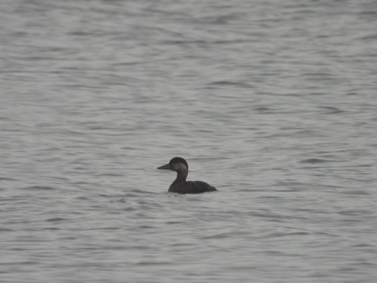 Common Scoter - ML625770702