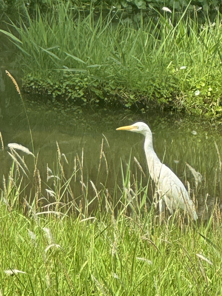 Eastern Cattle-Egret - ML625770753