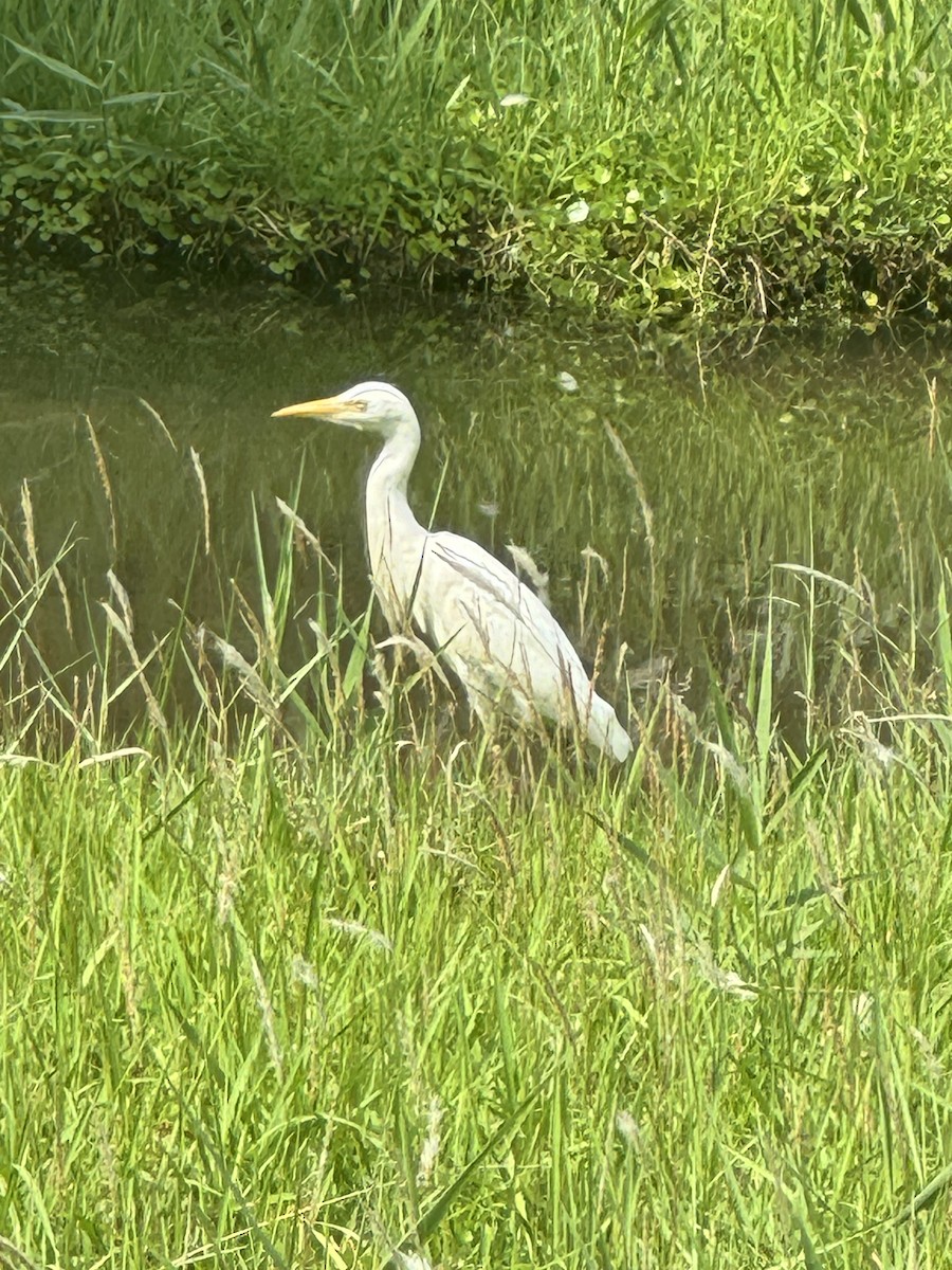 Eastern Cattle-Egret - ML625770754