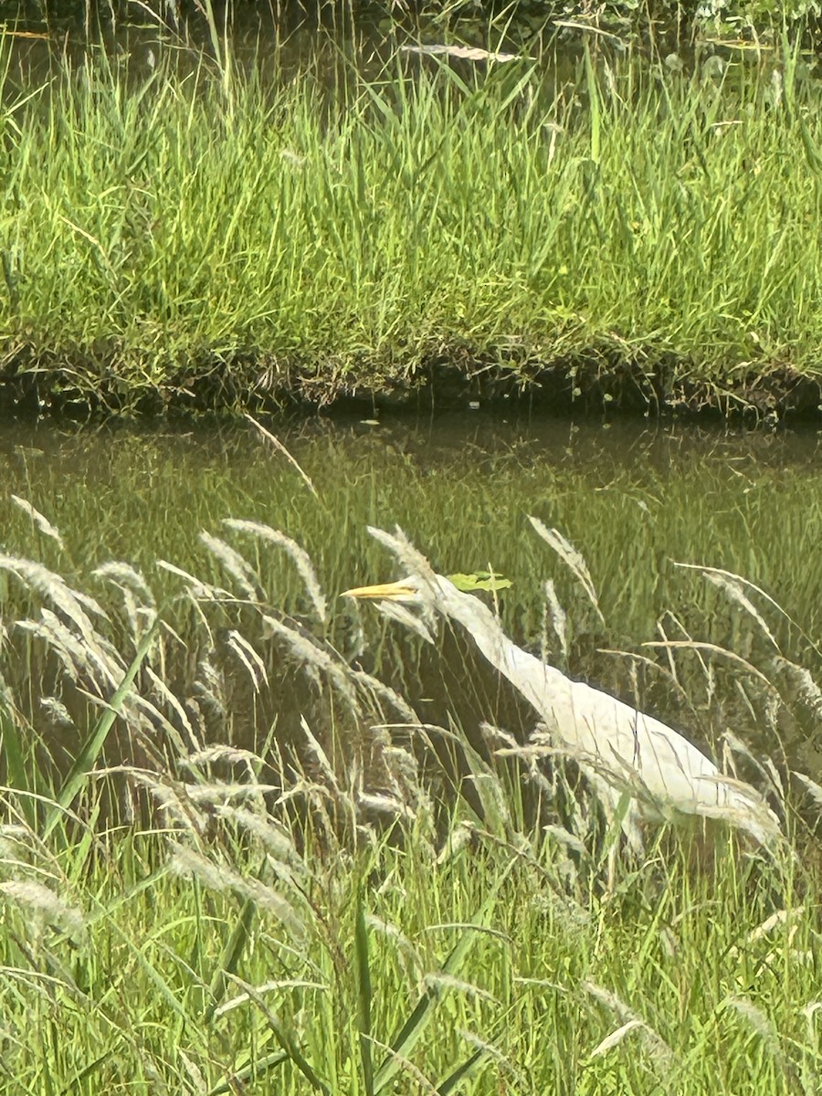 Eastern Cattle-Egret - ML625770755