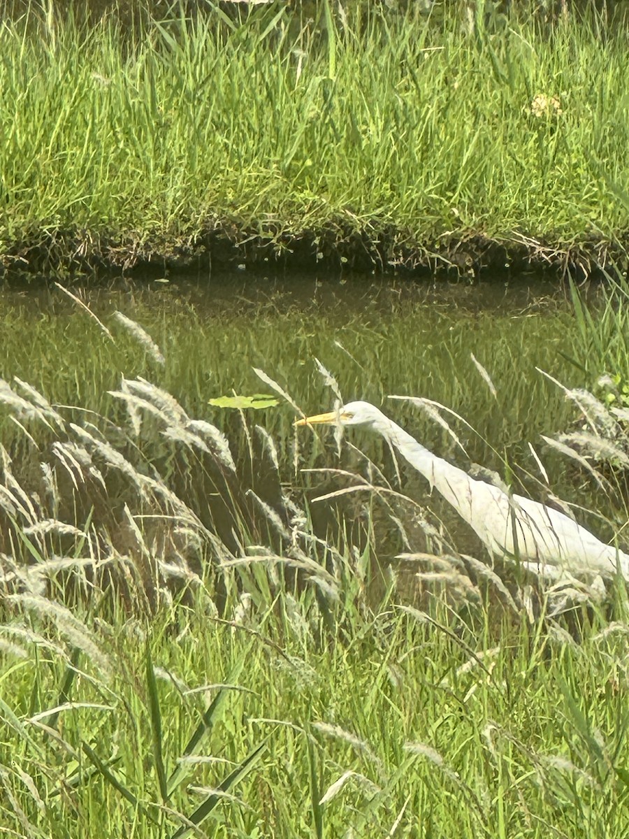 Eastern Cattle-Egret - ML625770756