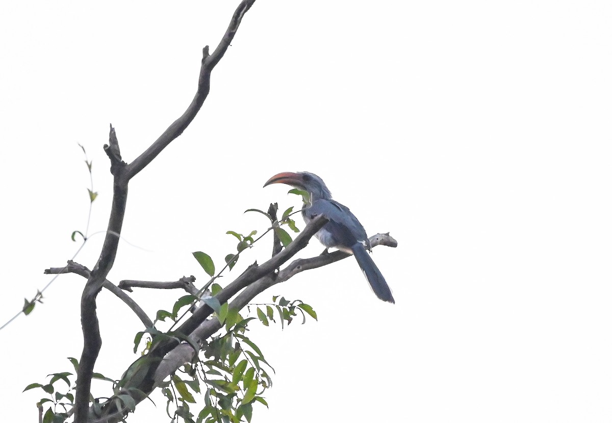 Malabar Gray Hornbill - ML625770960