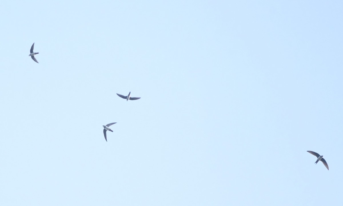 Alpine Swift - ML625771071