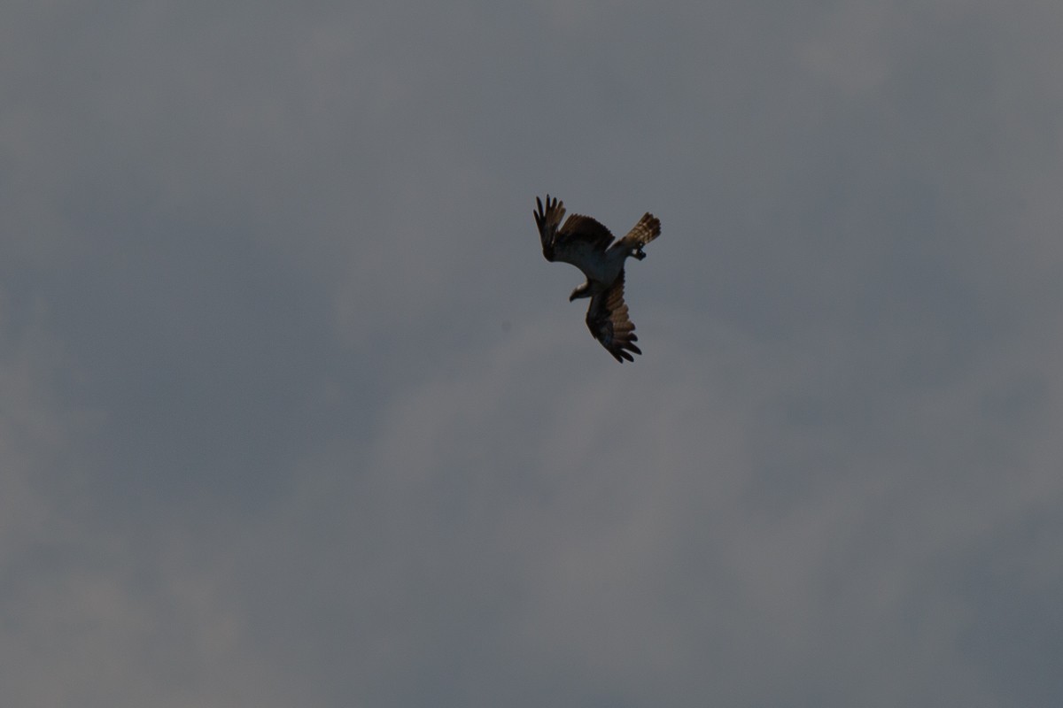 Osprey - ML625771103