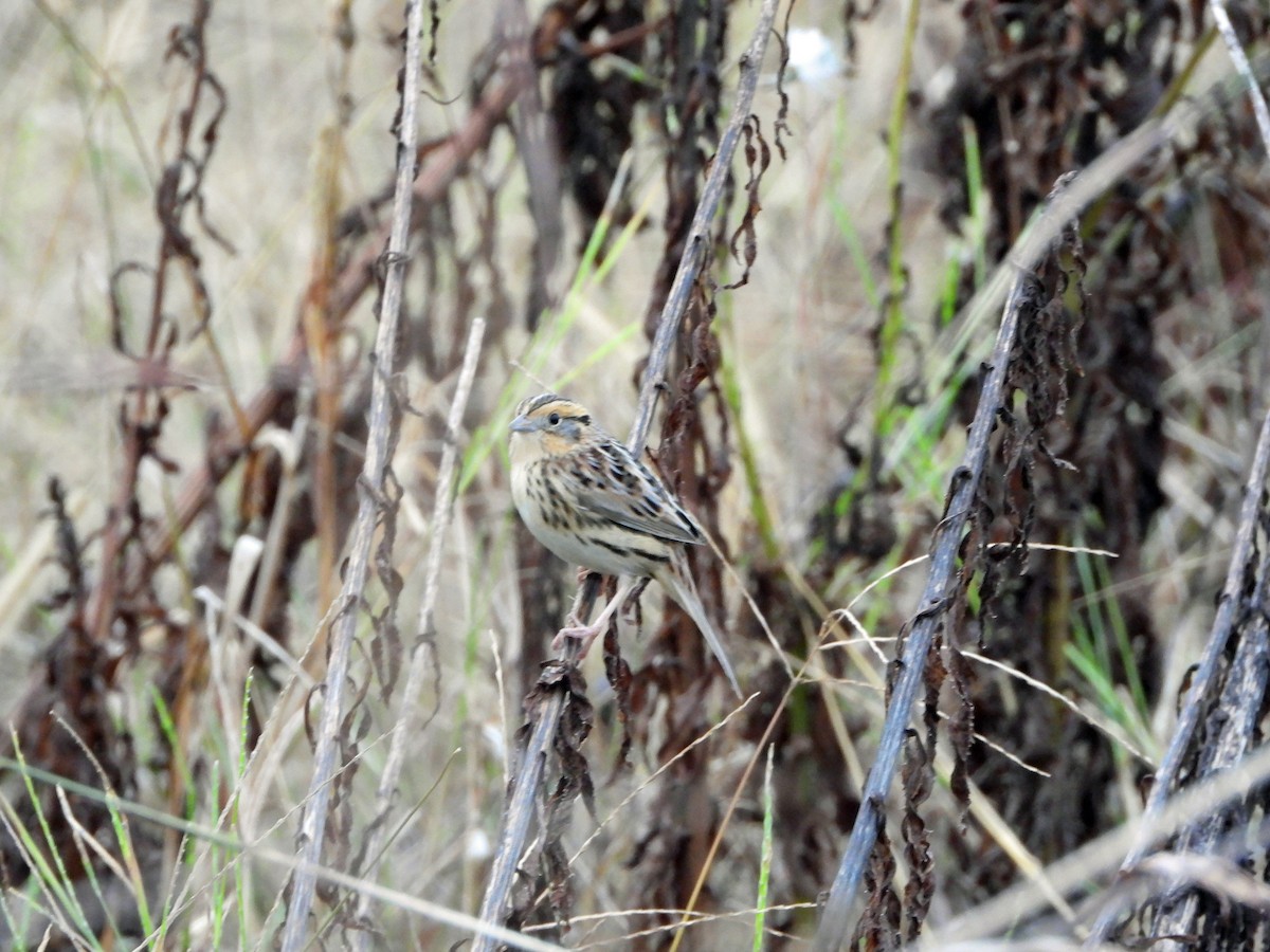 LeConte's Sparrow - ML625771119