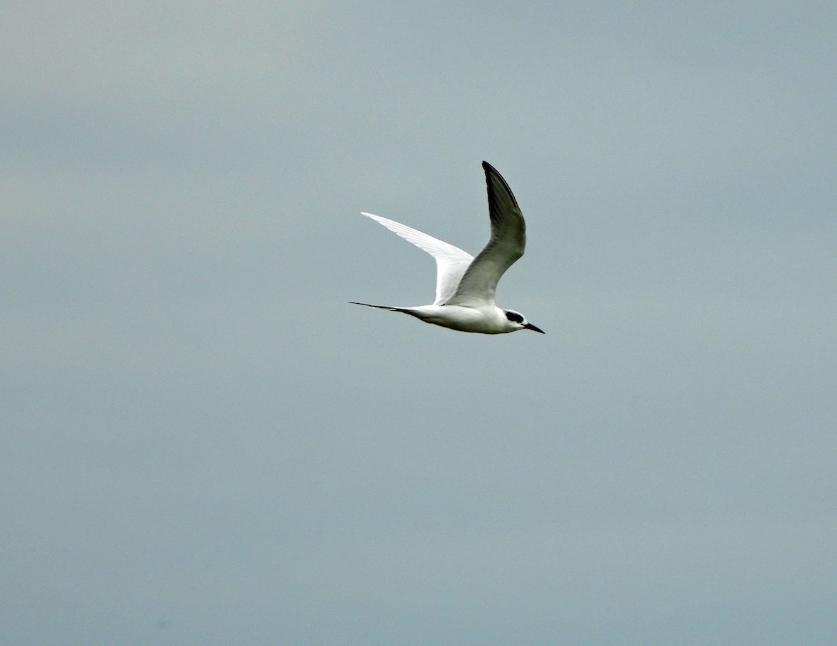 Forster's Tern - ML625771121