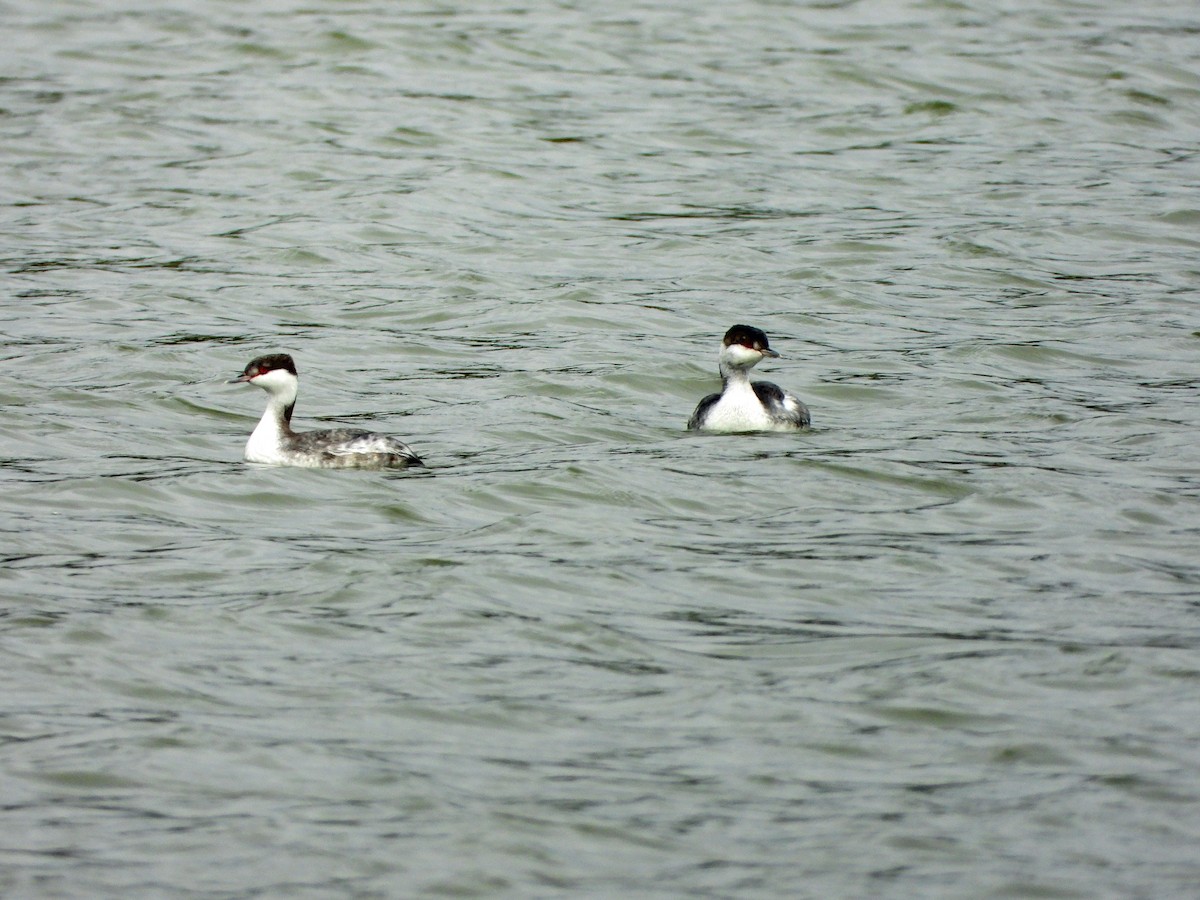 Horned Grebe - ML625771125