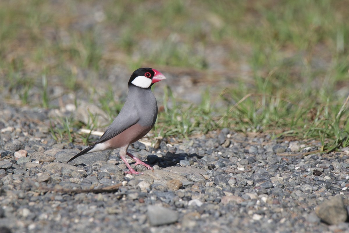 Java Sparrow - ML625771130