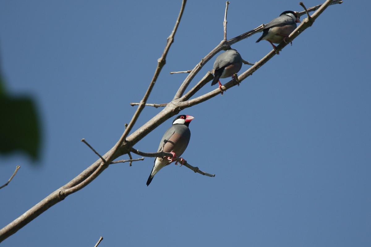 Java Sparrow - ML625771131