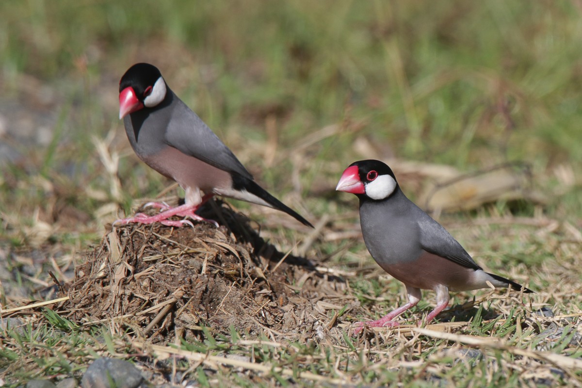Java Sparrow - ML625771132