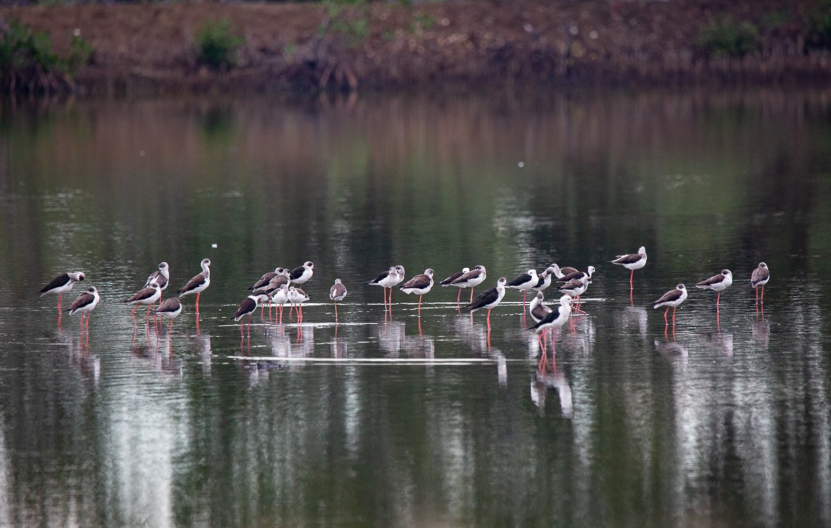 Pied Stilt - ML625771173