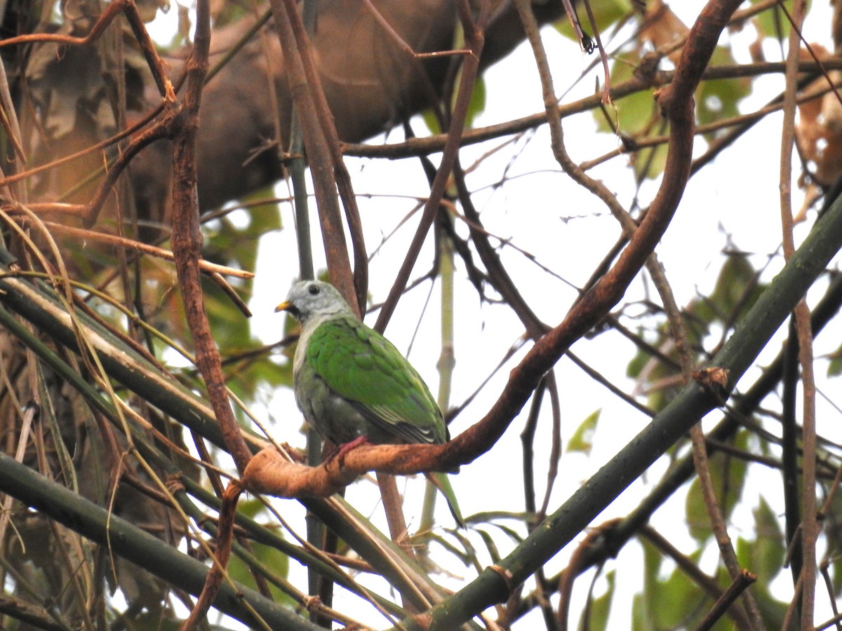 Black-chinned Fruit-Dove - ML625771256