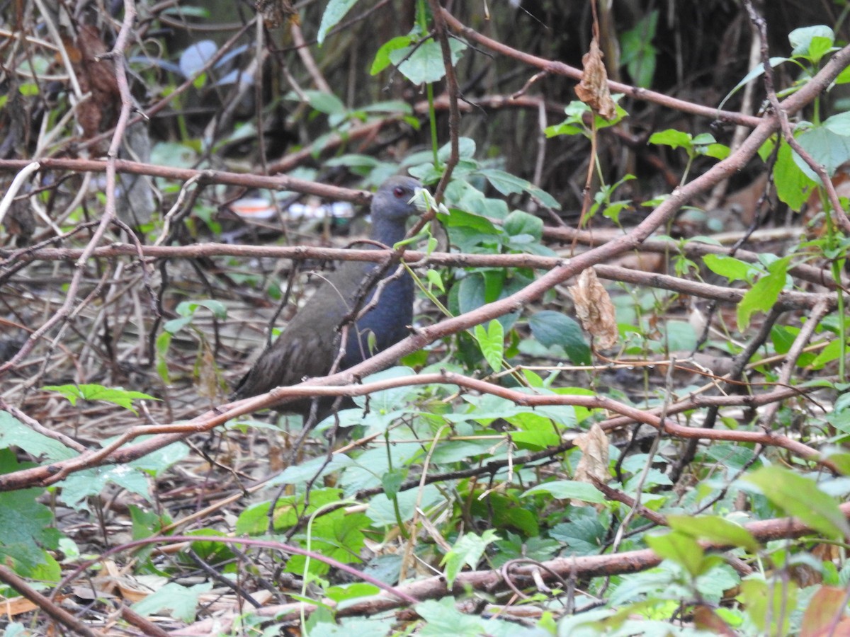 Plain Bush-hen - ML625771269