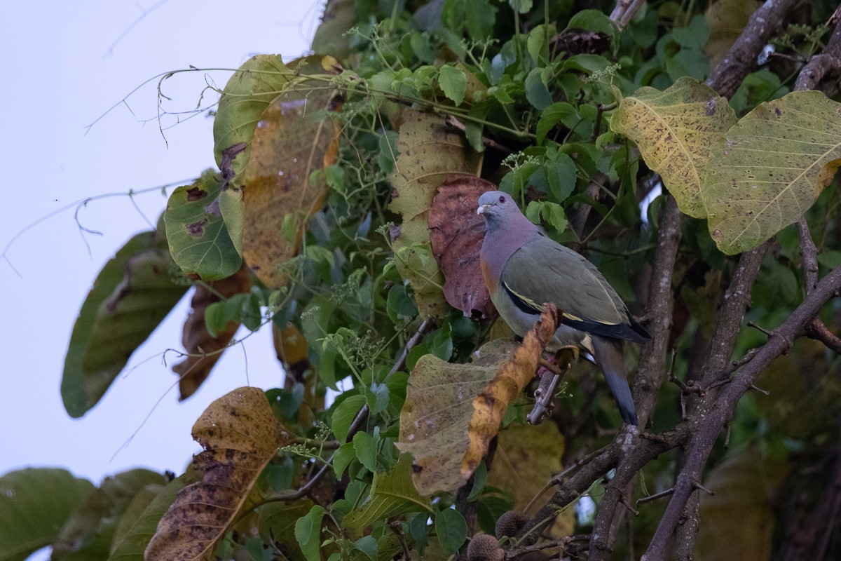 Pink-necked Green-Pigeon - ML625771355