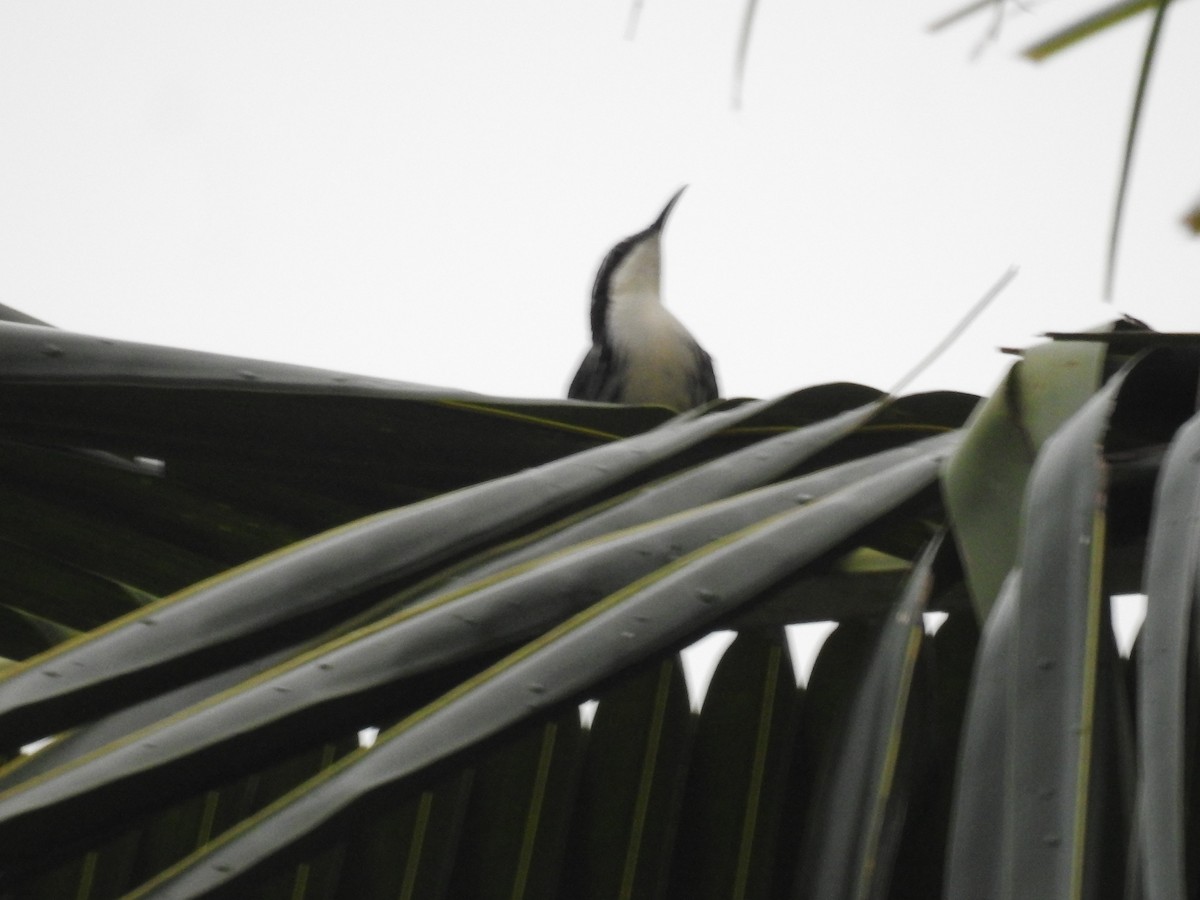 Stripe-sided Rhabdornis - ML625771411