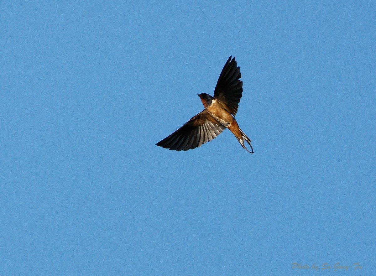 Barn Swallow - ML625771491
