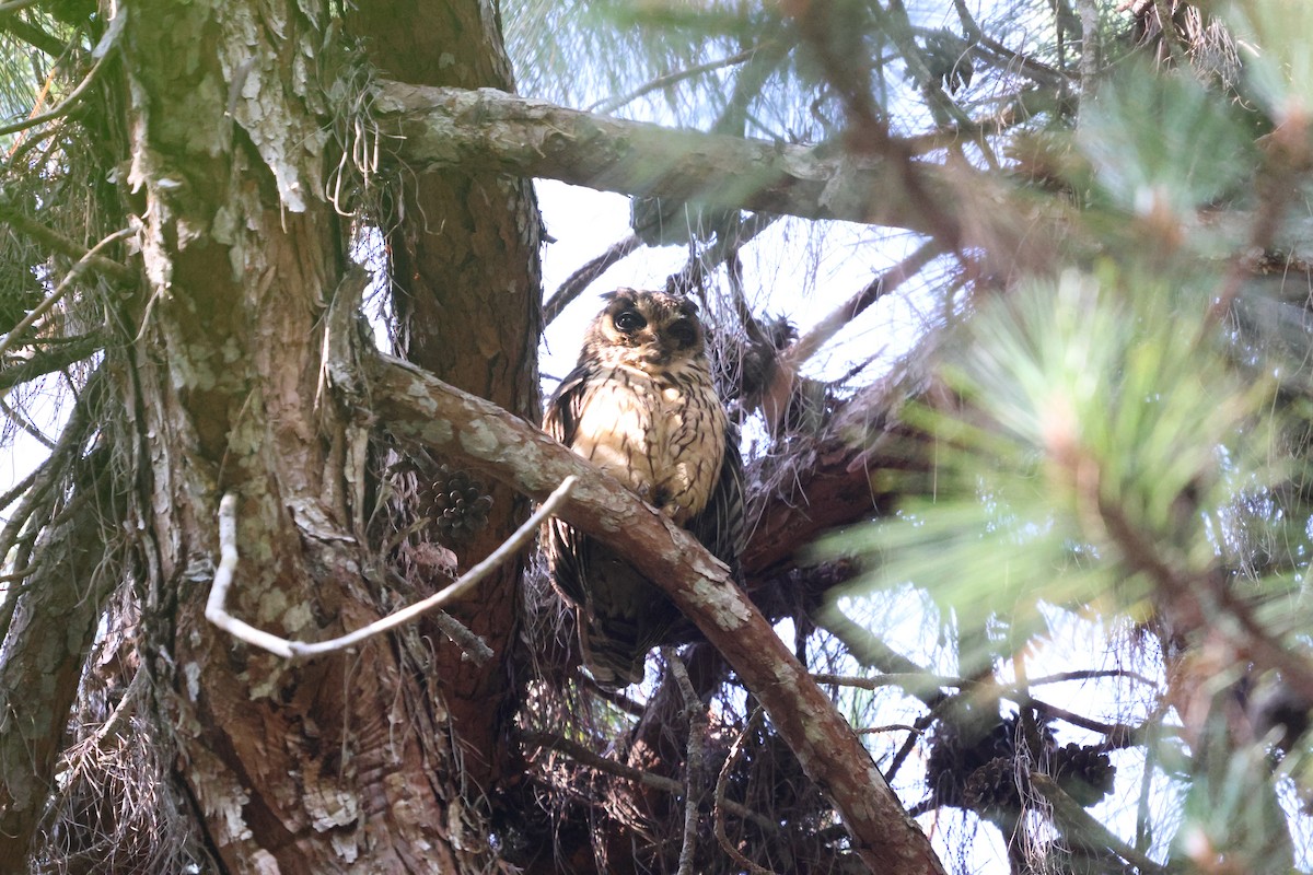 Madagascar Owl - ML625771505